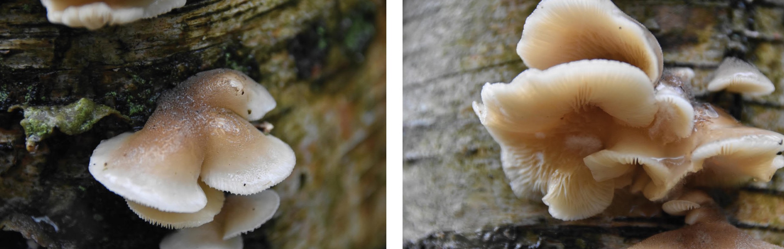 De Plooivoetstuifzwam?